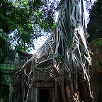 Ta Prohm-roots 2