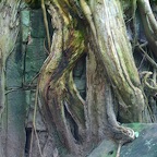 Ta Prohm-roots almost covering a stone face