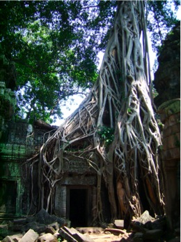 Ta Prohm-roots 2